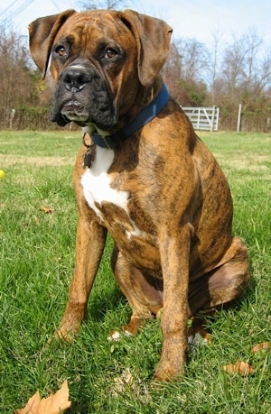 Bruno the Boxer sitting outside in the grass