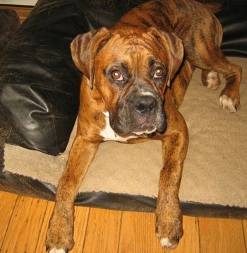 Bruno the Boxer puppy laying on a dog bed looking up at the camera