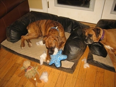 Bruno the Boxer puppy laying on a dog bed ripping the cotton out of a plush dog toy as Allie watches from the other dog bed