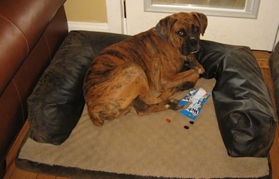 Bruno the Boxer puppy in a dog bed with a stolen bag of Welchs Gummies all around him