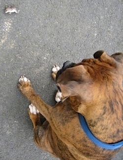 Bruno the Boxer puppy sitting in front of and looking down at a dead mouse