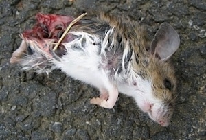 Close Up - partially chewed dead mouse