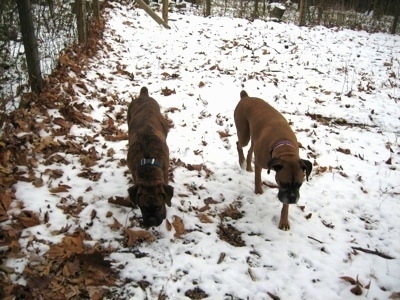 Allie and Bruno the Boxer walking the fenceline of a field