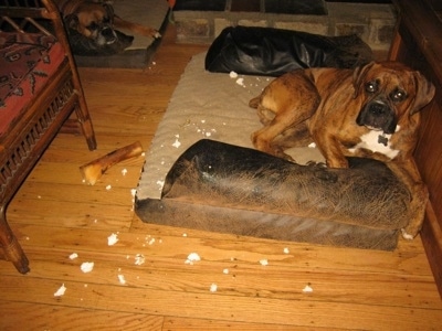 Bruno the Boxer Puppy laying in a dog bed with styrofoam scattered around him