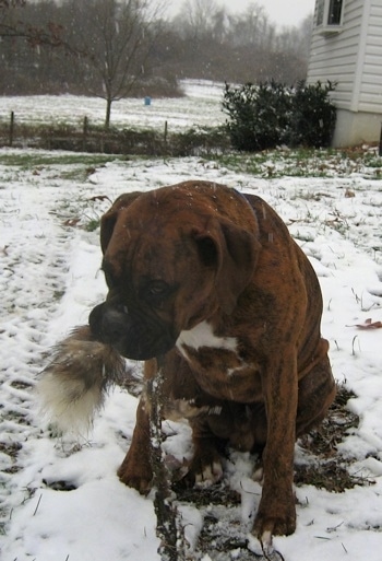 BrunoBoxerPuppy28WeeksFoxTailSpinBones.jpg