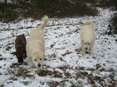 Bruno the Boxer with Tacoma and Tundra the Great pyrenees walking outside in the snow