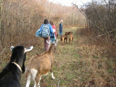 Allie and Bruno the Boxer as well as three girls walking in the goat field