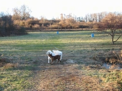 Bruno the Boxer playing with Tacoma and Tundra the Great Pyrenees