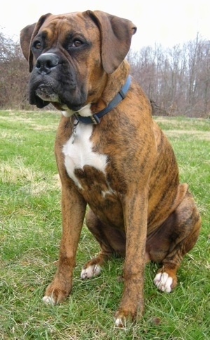 Bruno the Boxer sitting outside with a leafless treeline behind him