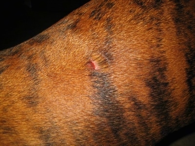 Bruno the Boxers Bite Wound - Day 3