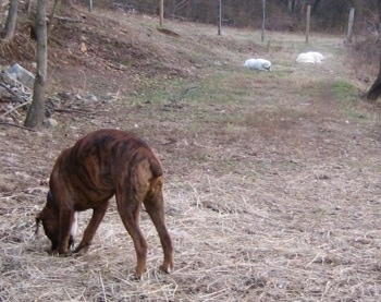 Bruno the Boxer eating a pig ear in the grass. Tundra and Tacoma the Great Pyrenees eating there pig ears in the background