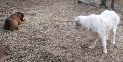 Bruno the Boxer eating his dog ear. Tacoma the Great Pyrenees looking at Bruno