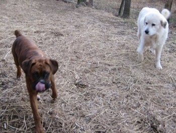 Bruno the Boxer licking with his tongue out walking to the camera holder with Tacoma the Great Pyrenees looking at him