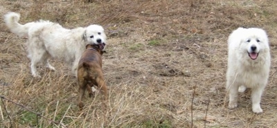 Bruno the Boxer playing with Tacoma and Tundra the Great Pyrenees outside