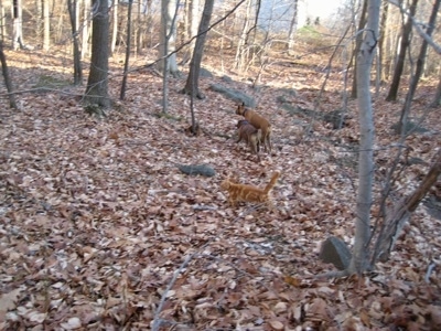 Allie and Bruno the Boxers playing around in the woods with Simbe the cat in the background