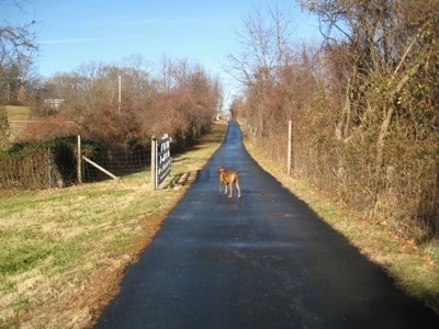 Bruno the Boxer walking down a driveway