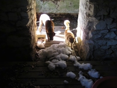 Bruno the Boxer and a Cat walking into the Springhouse were there is a large pile of dog bed stuffing