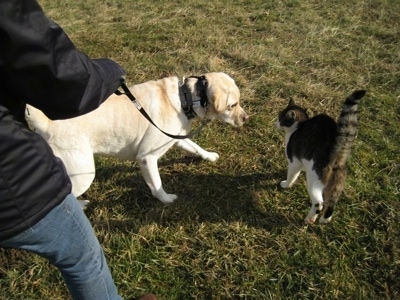 Henry the Labrador Retriever standing next to Trouble the cat who has his hair and tail up