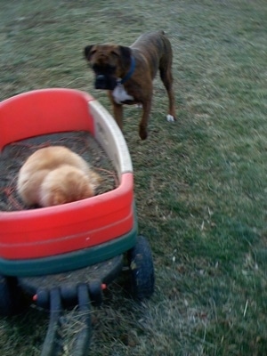 Bruno the Boxer chasing a wagon with a Cat in it