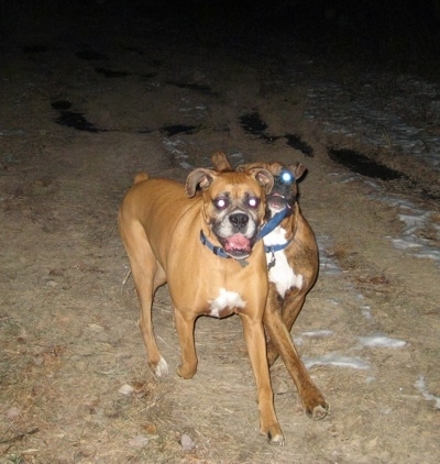 Allie the Boxer running and Bruno the Boxer has Allies Collar in his mouth