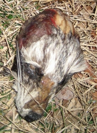 Close Up - dead raccoon head