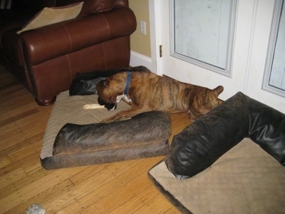 Bruno the Boxer laying off to the side of the dog bed trying to get a dog bone on the bed