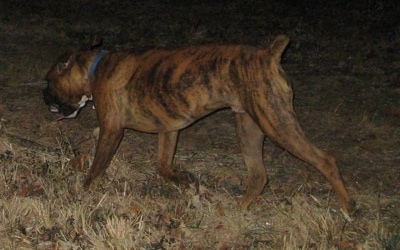 Bruno the Boxer running with something in his mouth