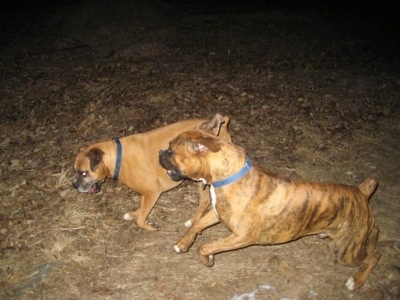 Bruno the Boxer pouncing on Allie the Boxer