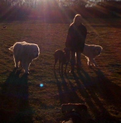 Bruno the Boxer with Tundra and Tacoma the Great Pyrenees with Amie standing outside while the sun is going down
