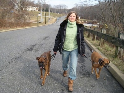 Allie and Bruno the Boxer being walked down the road with there owner