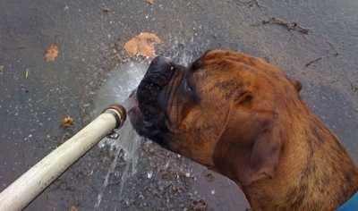 Bruno the Boxer drinking water out of a hose