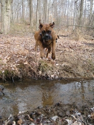 Bruno the Boxer in mid air jumpin over the stream and into mud