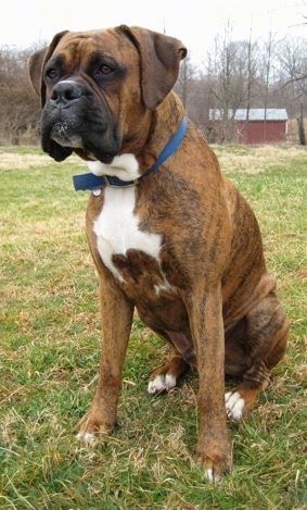 Bruno the Boxer sitting outside with a horse run-in shed behind him