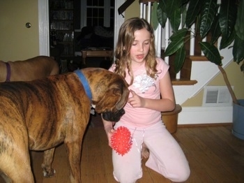 Sara making Bruno the Boxer wait for the toy