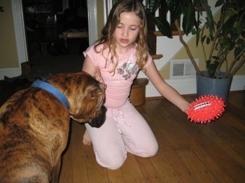 Bruno the Boxer waiting patiently for the pink dog foodtball toy