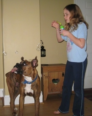 Bruno the Boxer licking at the bubbles with his big tongue out as Sara blows them