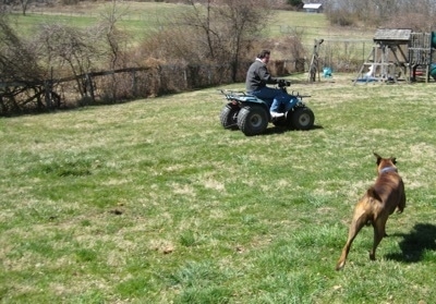 Bruno the Boxer chasing the teal blue Suzuki quadrunner 160