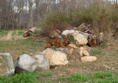 Bruno the Boxer jumping over large boulder rocks