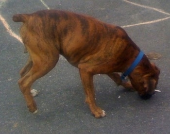 Bruno the Boxer about to eat the horse hoof shavings