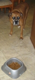 Allie the Boxer standing in front of her food bowl looking up at the camera