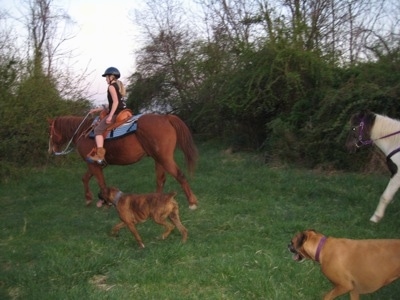 Allie and Bruno the Boxer running alongside Amie who is on a horse and Jazzmine the pony
