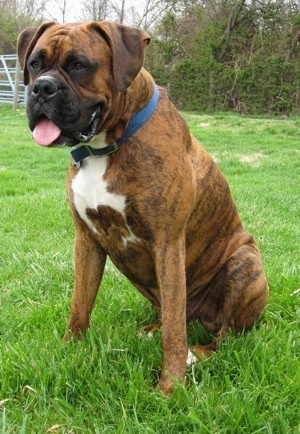 Bruno the Boxer sitting outside in the grass with his tongue out