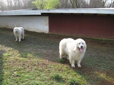 Tacoma and Tundra the Great Pyrenees in front of the chicken coop