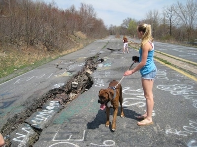 Bruno the Boxer standing on the brittle road of Centralia while Amie holds his leash and Sara is in the background