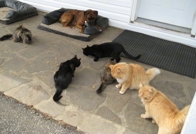 Bruno the Boxer laying in a dog bed and six cats are in front of him on a stone porch