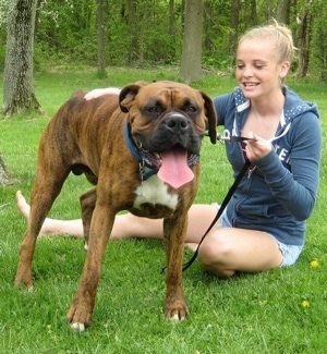 Bruno the Boxer standing on grass with his tongue out with Amie sitting on the grass next to him