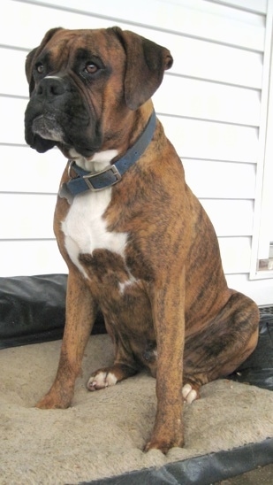 Bruno the Boxer sitting on the outside dog bed