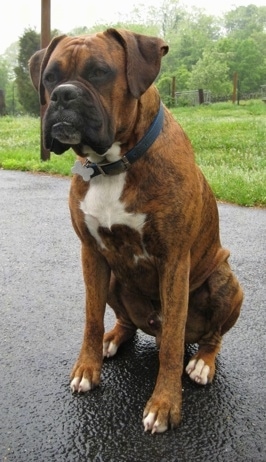 Bruno the Boxer sitting on a wet blacktop