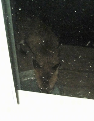 Fox eating out of the cat food dish, view through the window