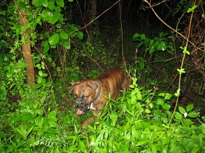 Bruno the Boxer wandering off of the trail in the woods